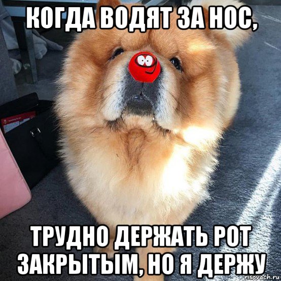 когда водят за нос, трудно держать рот закрытым, но я держу, Мем Поцелуй меня в носик