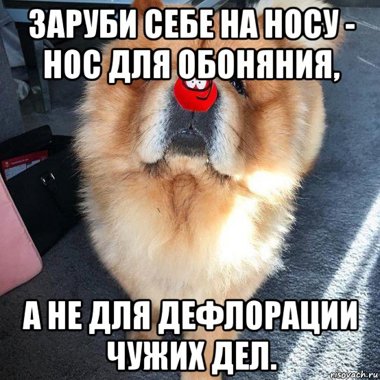 заруби себе на носу - нос для обоняния, а не для дефлорации чужих дел., Мем Поцелуй меня в носик
