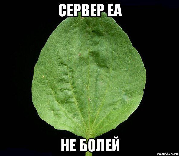 сервер еа не болей