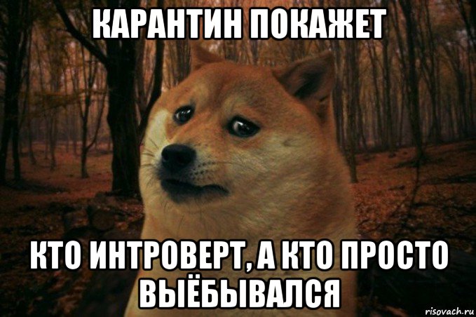 карантин покажет кто интроверт, а кто просто выёбывался, Мем SAD DOGE