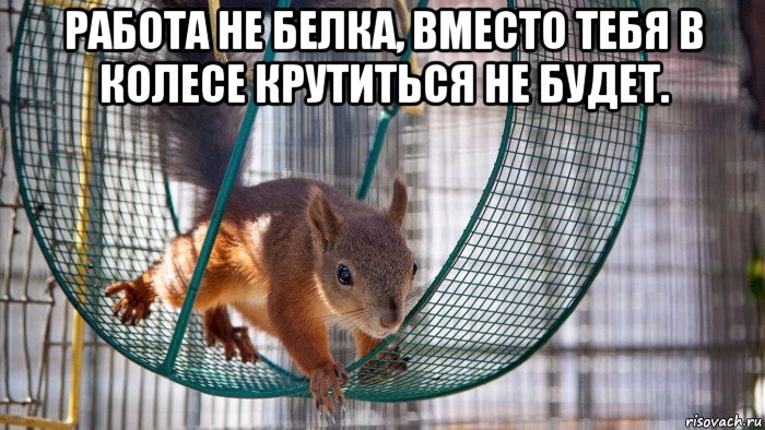 работа не белка, вместо тебя в колесе крутиться не будет. , Мем Сарказм