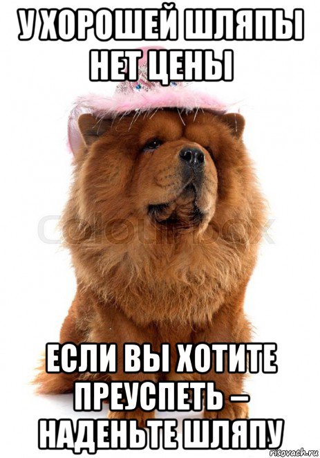 у хорошей шляпы нет цены если вы хотите преуспеть – наденьте шляпу, Мем Шляпа  это нимб счастья