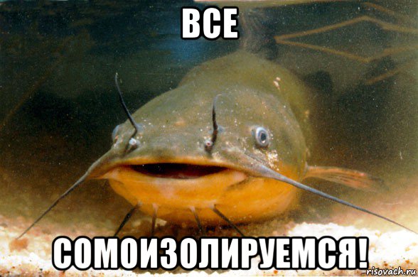 все сомоизолируемся!