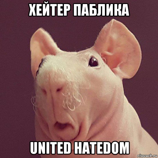 хейтер паблика united hatedom, Мем Свинья