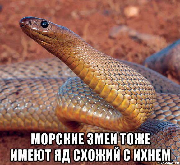 морские змеи тоже имеют яд схожий с ихнем, Мем Тайпан
