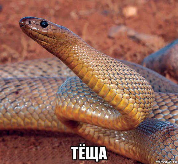  тёща, Мем Тайпан