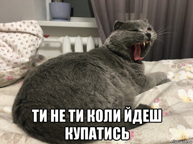 ти не ти коли йдеш купатись, Мем Ти не ти коли йдеш купутись