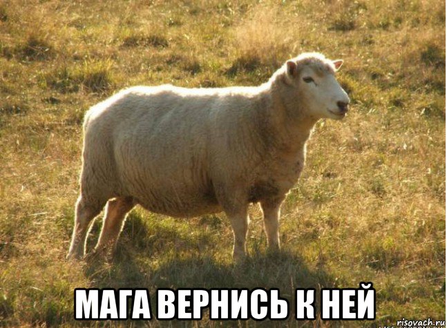  мага вернись к ней, Мем Типичная овца