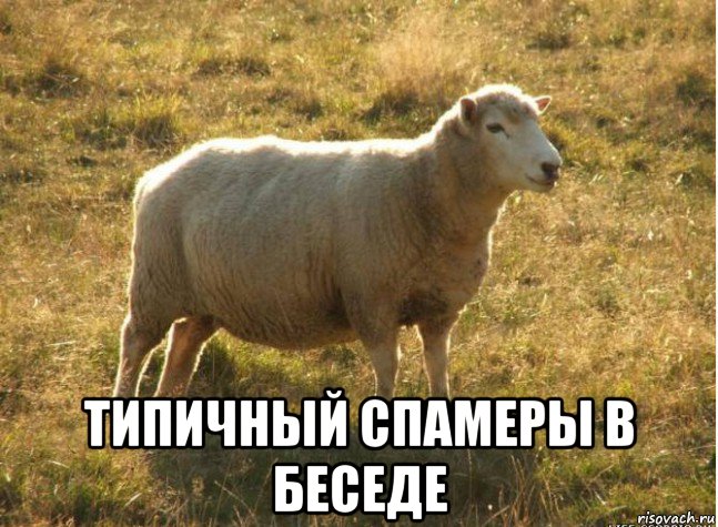  типичный спамеры в беседе, Мем Типичная овца