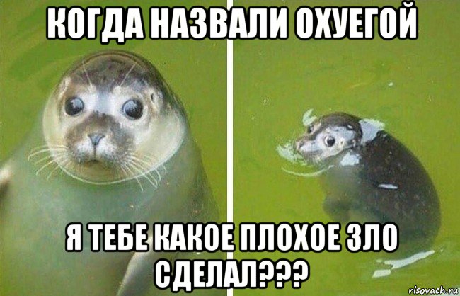 когда назвали охуегой я тебе какое плохое зло сделал???, Мем Тюлень