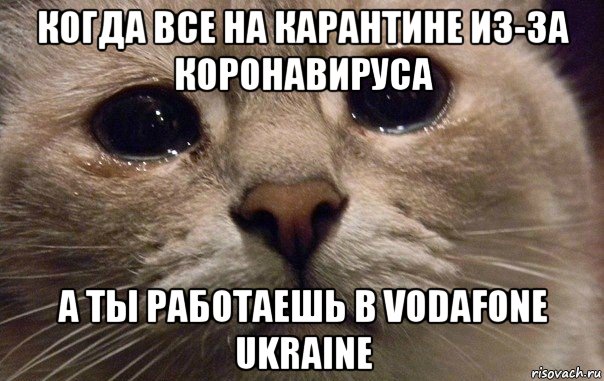 когда все на карантине из-за коронавируса а ты работаешь в vodafone ukraine, Мем   В мире грустит один котик