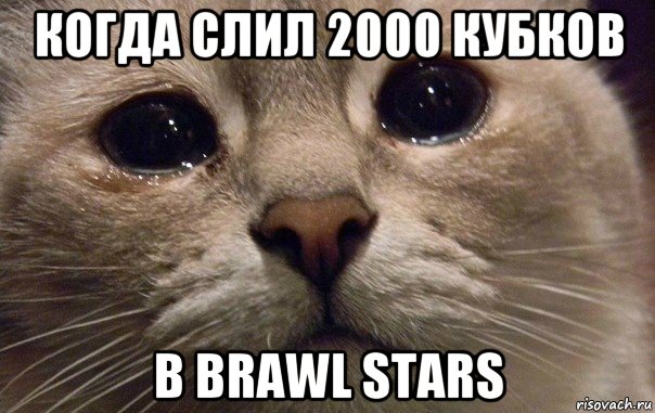 когда слил 2000 кубков в brawl stars, Мем   В мире грустит один котик