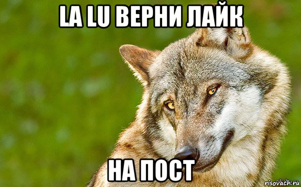 la lu верни лайк на пост, Мем   Volf