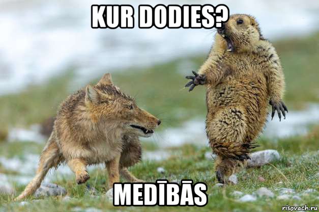 kur dodies? medībās, Мем Волк и суслик