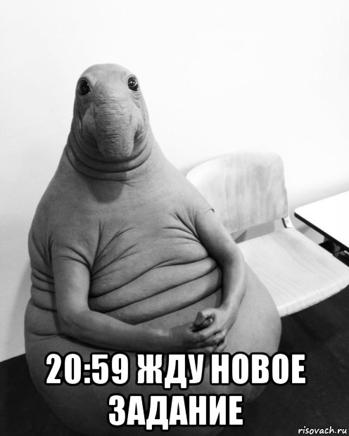  20:59 жду новое задание, Мем  Ждун