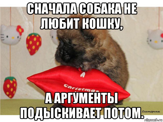сначала собака не любит кошку, а аргументы подыскивает потом., Мем Жён любишь преимущественно чужих