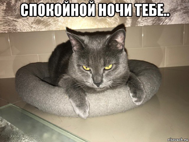 спокойной ночи тебе.. , Мем Злая киса