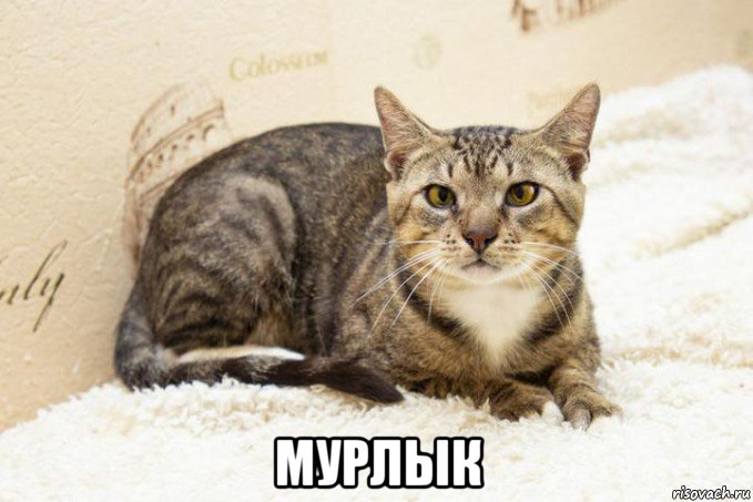  мурлык, Мем Ааааа