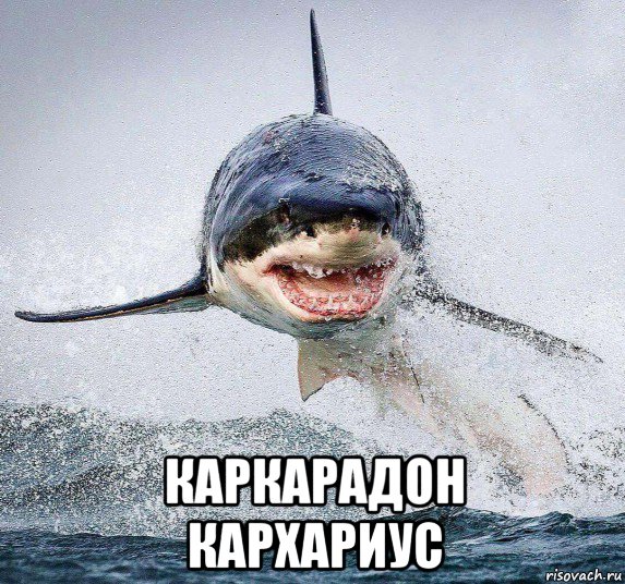  каркарадон кархариус, Мем Акула