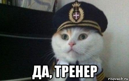  да, тренер, Мем Капитан кот