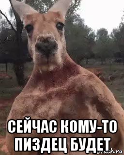  сейчас кому-то пиздец будет, Мем Кенгуру