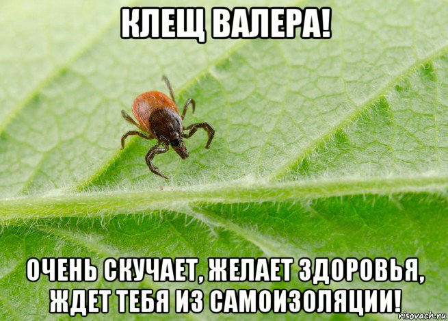 клещ валера! очень скучает, желает здоровья, ждет тебя из самоизоляции!, Мем Клещ