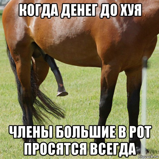 когда денег до хуя члены большие в рот просятся всегда, Мем Конь
