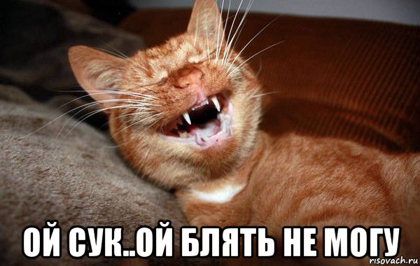  ой сук..ой блять не могу, Мем Кот смеётся