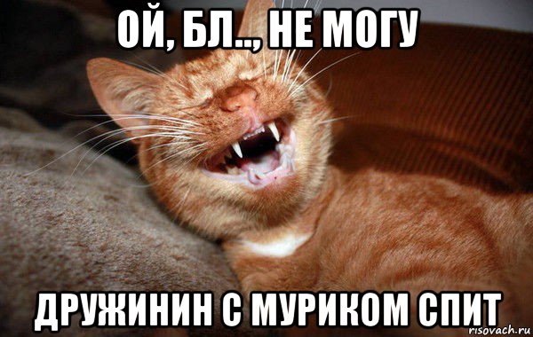 ой, бл.., не могу дружинин с муриком спит, Мем Кот смеётся