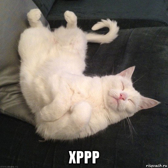  хррр, Мем Кот спит