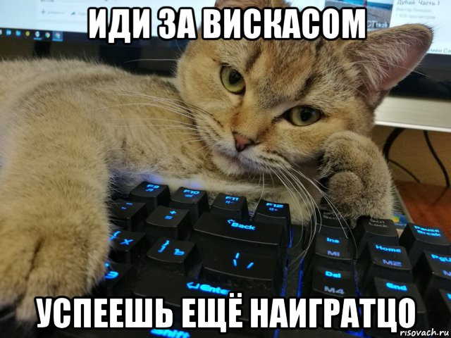 иди за вискасом успеешь ещё наигратцо, Мем Кот