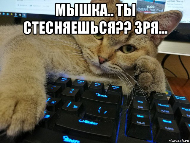 мышка.. ты стесняешься?? зря... , Мем Кот