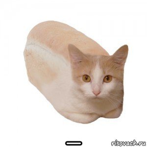  _, Мем КОТОХЛЕБ