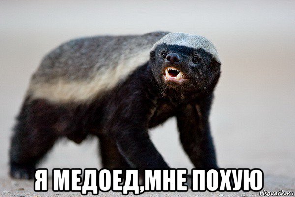  я медоед,мне похую