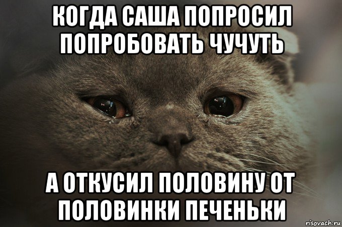 когда саша попросил попробовать чучуть а откусил половину от половинки печеньки, Мем Печальный кот