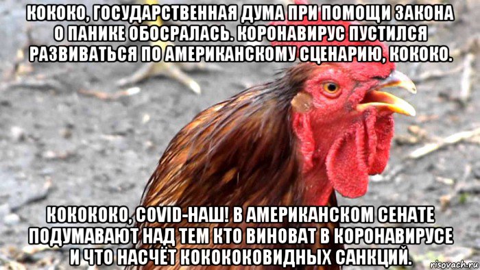 кококо, государственная дума при помощи закона о панике обосралась. коронавирус пустился развиваться по американскому сценарию, кококо. кокококо, covid-наш! в американском сенате подумавают над тем кто виноват в коронавирусе и что насчёт кокококовидных санкций.
