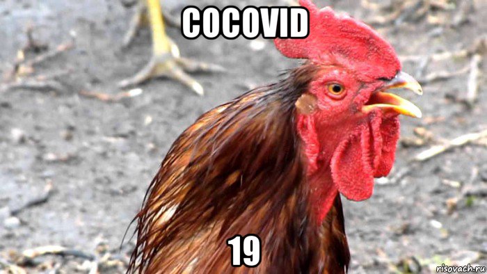 cocovid 19