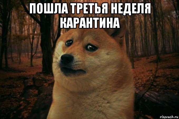 пошла третья неделя карантина , Мем SAD DOGE