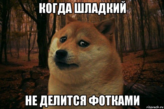 когда шладкий не делится фотками, Мем SAD DOGE