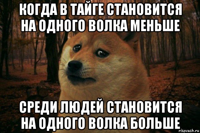 когда в тайге становится на одного волка меньше среди людей становится на одного волка больше, Мем SAD DOGE