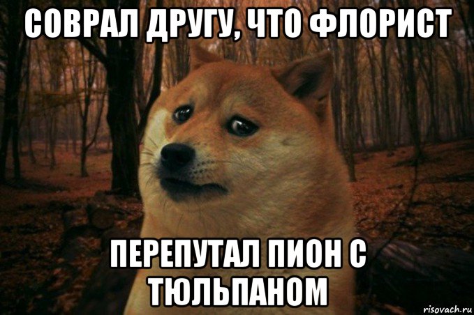 соврал другу, что флорист перепутал пион с тюльпаном, Мем SAD DOGE