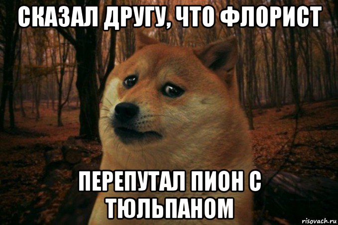 сказал другу, что флорист перепутал пион с тюльпаном, Мем SAD DOGE