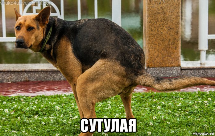 сутулая, Мем Собака