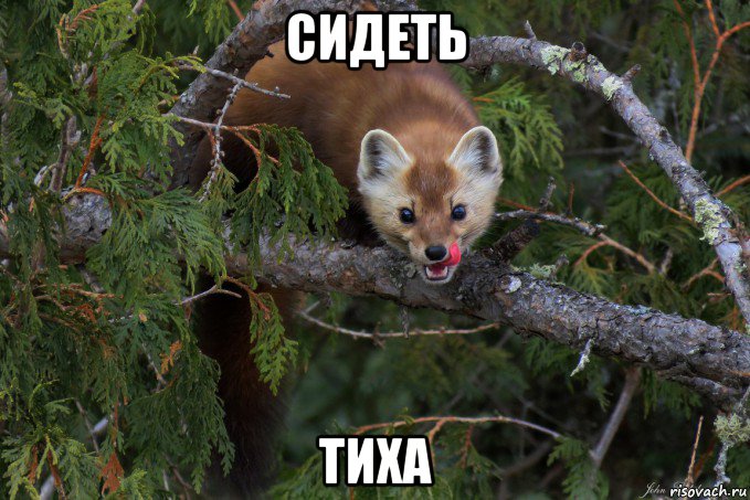 сидеть тиха