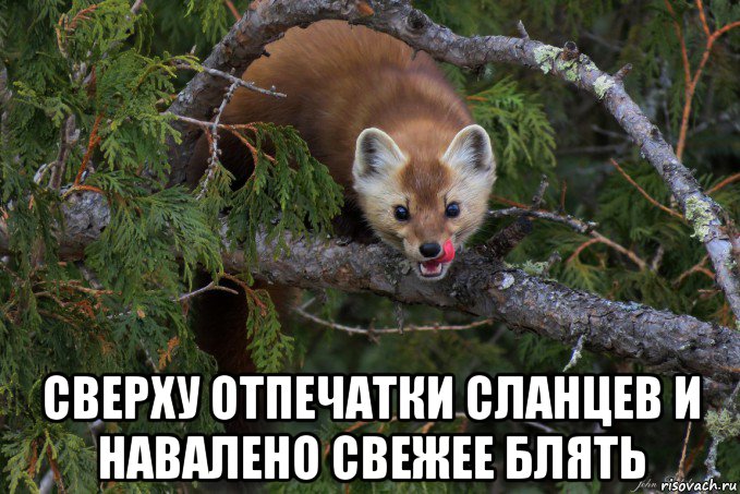  сверху отпечатки сланцев и навалено свежее блять, Мем Соболь хочет украсть еду