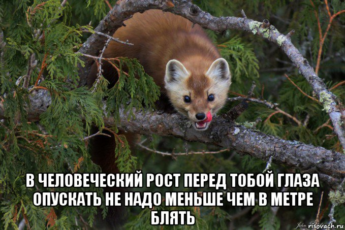  в человеческий рост перед тобой глаза опускать не надо меньше чем в метре блять