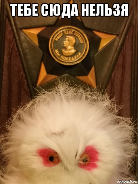тебе сюда нельзя , Мем Soviet owl