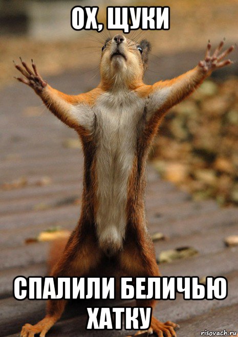 ох, щуки спалили беличью хатку, Мем Сумасшедшая белка