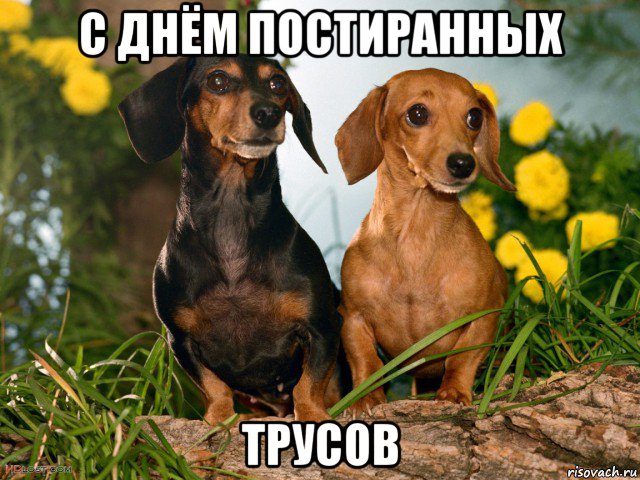 с днём постиранных трусов