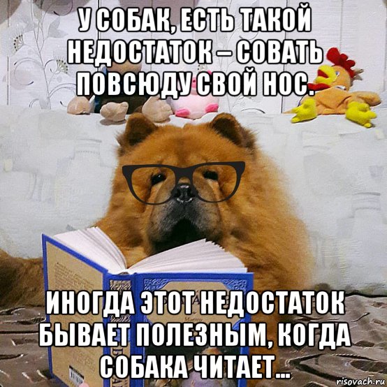 у собак, есть такой недостаток – совать повсюду свой нос. иногда этот недостаток бывает полезным, когда собака читает..., Мем У собак есть такой недостаток  совать повсюду свой нос